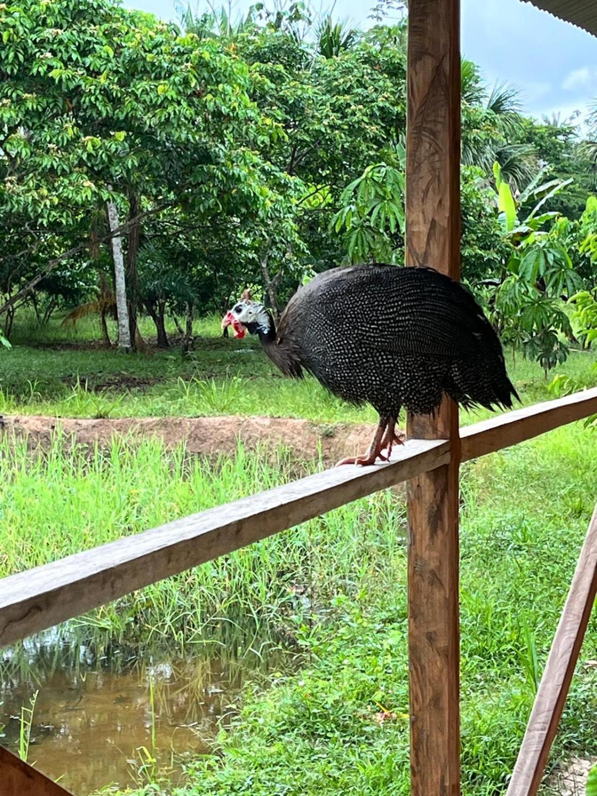 Purachata Ecolodge Iquitos Zewnętrze zdjęcie