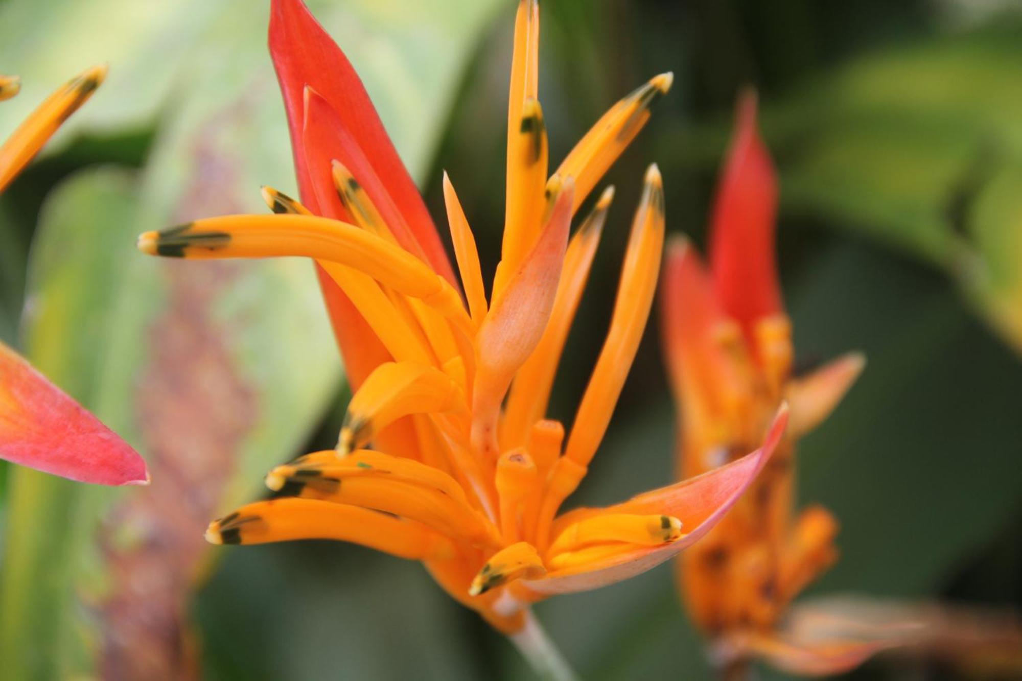 Purachata Ecolodge Iquitos Zewnętrze zdjęcie