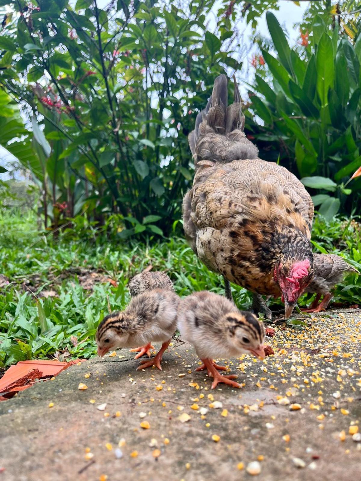 Purachata Ecolodge Iquitos Zewnętrze zdjęcie