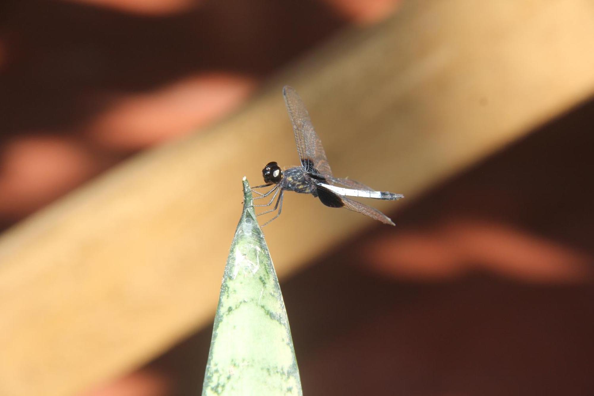 Purachata Ecolodge Iquitos Zewnętrze zdjęcie